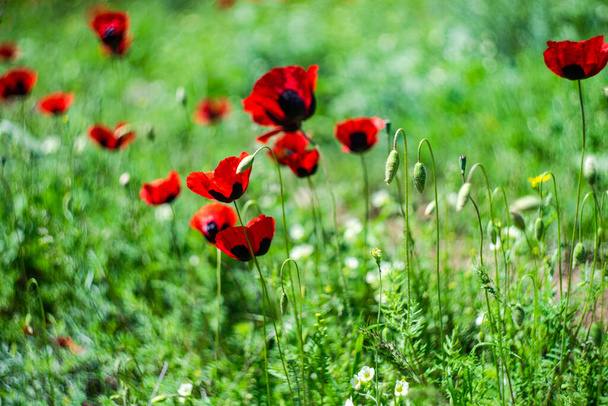 Verano prado salvaje en una montaña con flores de amapola de color rojo brillante - Foto, Imagen