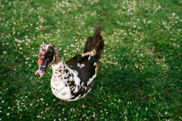 Floridas Moskauer Ente (anas platyrhyncos) betrachtet Kamera auf grünem Grashintergrund. Kopierraum. - Foto, Bild
