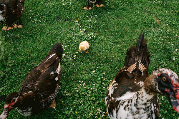 Пятидневный цыпленок или утенок в окружении взрослых уток на зеленом фоне травы. Понятие эмансипации. - Фото, изображение