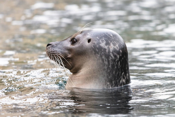 Gewone zeehond in het water met zichtbare ooropening. Close-up portret van de schattige zeehond (Phoca vitulina), zijaanzicht. - Foto, afbeelding