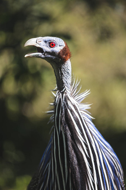 Screaming vulturine guineafowl close up portrait with blurred background. Largest species of african birds guineafowls with red eyes, bare blue face, slim neck and long glossy blue and white feathers. - Photo, Image