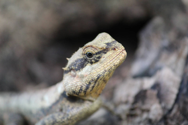 A closeup shot of a Pogona reptile (Bearded dragon) - Fotó, kép