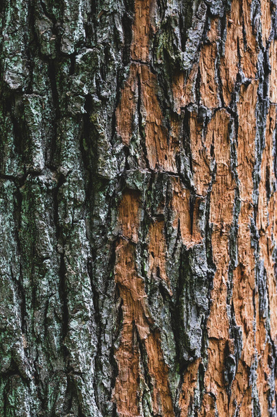 Partially peeled tree bark texture close-up. Brown bark of the tree trunk covered with lichen. Vertical photo. - 写真・画像