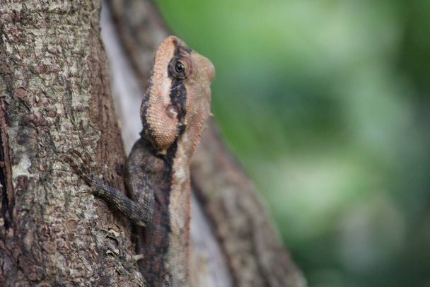 A closeup shot of an Agamid lizard on a tree trunk - Foto, imagen