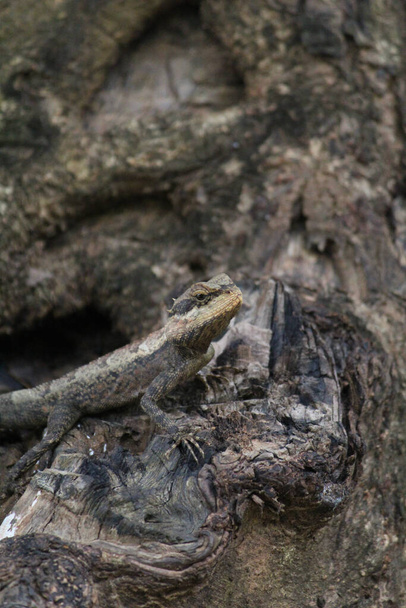 A closeup shot of an Agamid lizard on a tree trunk - Photo, image