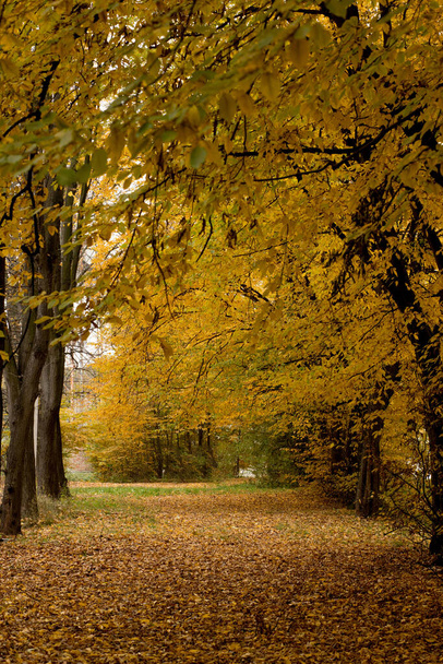 Autumn in the Park. Beautiful autumn calm nature landscape. Concept of beauty of autumn nature - Fotó, kép