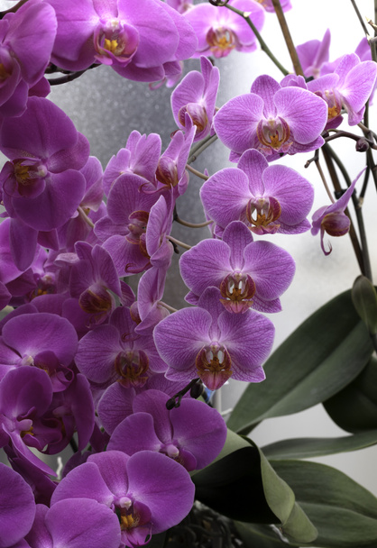 light purple orchid background with a wet glass in the greenhouse - Photo, Image