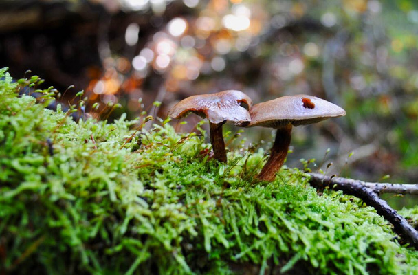 Two mushrooms sit on a bed of moss in the damp woods. Photo was taken in Germany in October. Bokeh background.  - Photo, Image