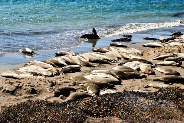 Пьедрас Бланкас (Piedras Blancas Beach), также известный как пляж Слонов Тюленей (Elephant Seals Beach), находится к северу от замка Херст и Сан-Симеона, недалеко от Кембрии на Центральном побережье Калифорнии вдоль шоссе Pacific Coast Highway.  - Фото, изображение