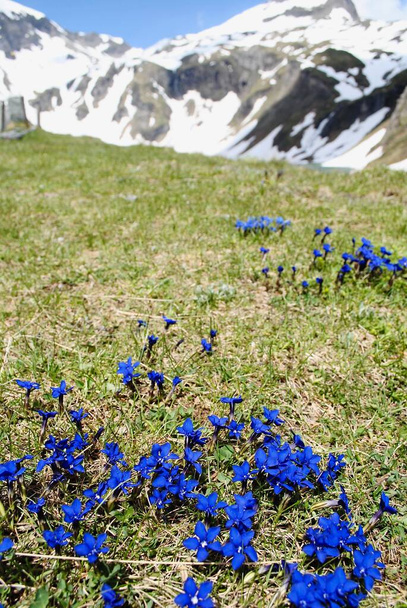 Avusturya 'nın en yüksek dağ geçidi olan Hohe Tauern Ulusal Parkı' ndaki Grossglockner Yüksek Alp Yolu (Groglockner-Hochalpenstrae) boyunca uzanan koyu mavi Bahar Gentosu (Gentiana Verna) çiçeği.. - Fotoğraf, Görsel