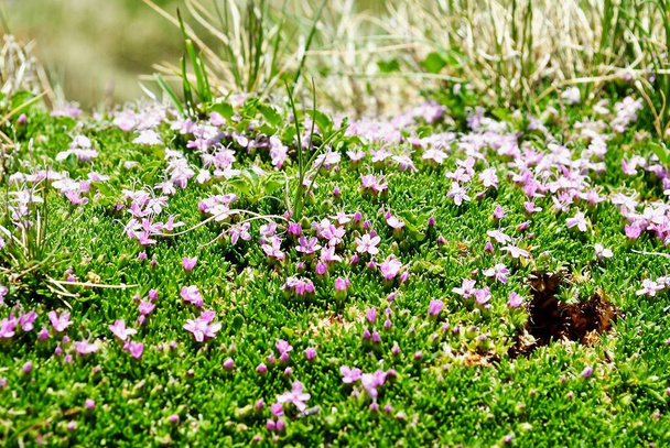 Flower Silene acaulis, known as moss campion or cushion pink, is a small mountain-dwelling wildflower.  Common all over the high arctic and tundra in the higher mountains of Eurasia and North America. - Photo, Image