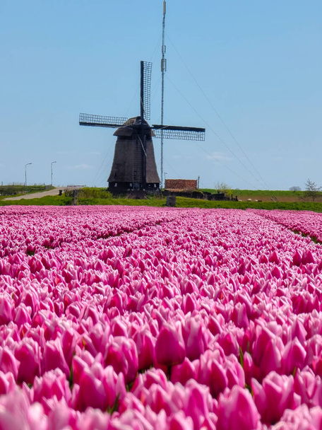 Tulip kenttä Alankomaissa, värikäs tulppaani kentät Flevoland Noordoostpolder Holland, Hollanti Kevät näkymät - Valokuva, kuva