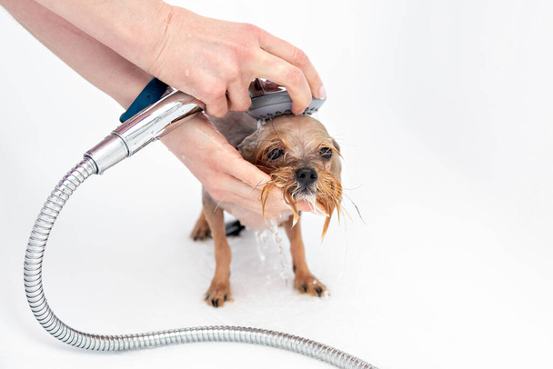 Yorkshire terrier. Grooming. Einen kleinen Hund unter der Dusche waschen - Foto, Bild