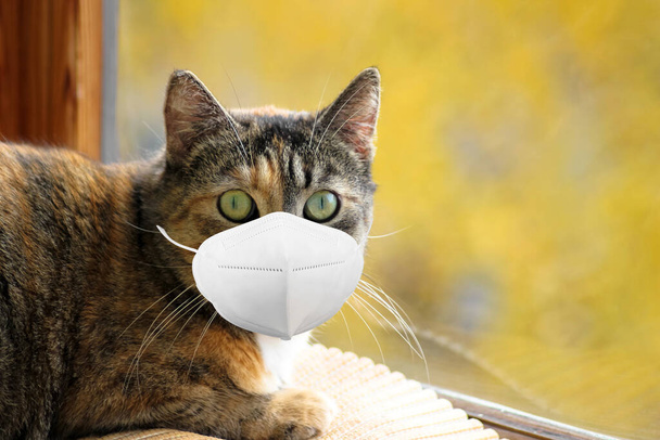 Vicces macska -ban FFP2 védő orvosi maszk légzőkészülék ül az ablak mellett, és néz ki a kamera. A koronavírus koncepciója, COVID-19, karantén. Fénymásolási hely. - Fotó, kép