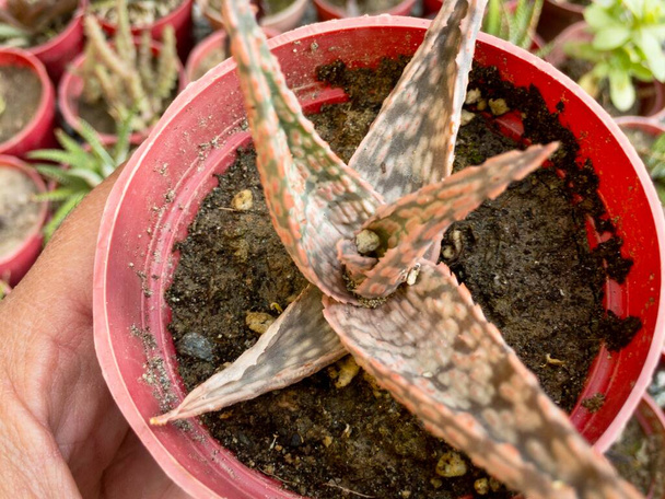 Aloe pink blush small plant in a plastic pot closeup - Photo, Image