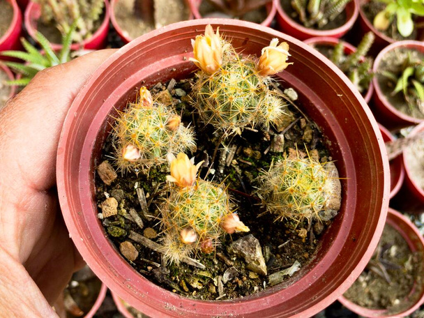 Kaktus malé rostliny v hrnci detailní up - Fotografie, Obrázek