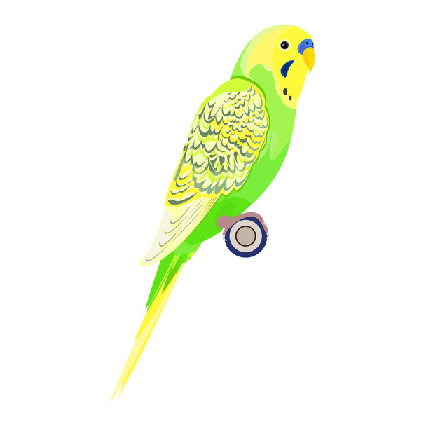 Light Green Budgie Parakeet. Budgerigar Parrot. Realistic Vector. Isolated On White Background. - Vector, Image
