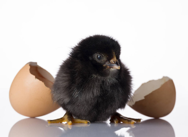 Black baby chicks on white table - Photo, Image