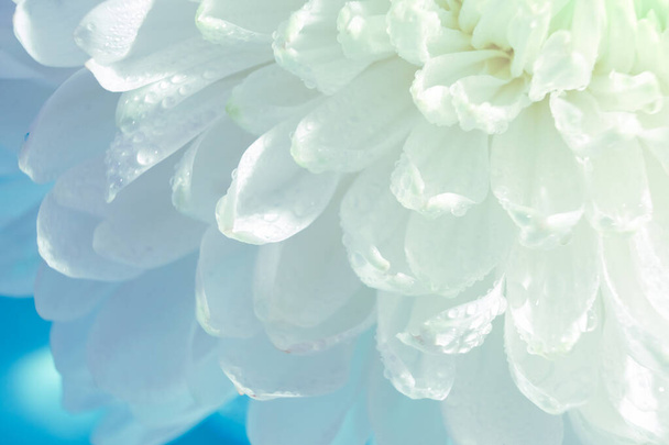 красивий візерунок пелюсток голови квітучої хризантеми, макрос свіжої білої квітки, крупним планом, барвистий абстрактний квітковий фон з квітучою рослиною, деталі квіткової краси
 - Фото, зображення