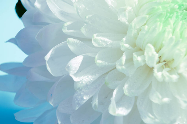 花菊の頭の花びらの美しいパターン、新鮮な白い花のマクロ、クローズアップ、開花植物とカラフルな抽象的な花の背景、花の美しさの詳細 - 写真・画像