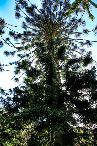 Schöner Araucaria-Baum in einem Garten in Sintra, Portugal - Foto, Bild