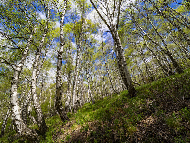 Birch woodland landscape in the italian alps - Foto, Bild