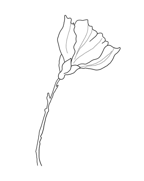 Flower in line art style. Minimalist Vector Illustration of rose outline. Contour drawing of Plant for Icon or concept design - Вектор,изображение