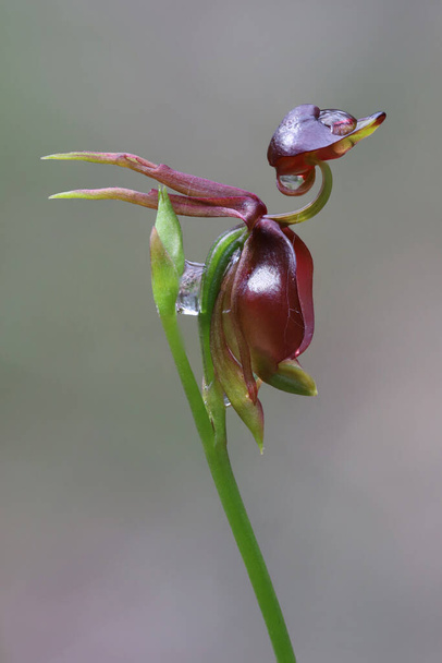 Latająca kaczka Orchidea z bladozielonym tłem - Zdjęcie, obraz