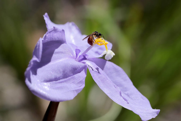 Australian Native Bee feeding at Silky Purple Flag - Photo, Image