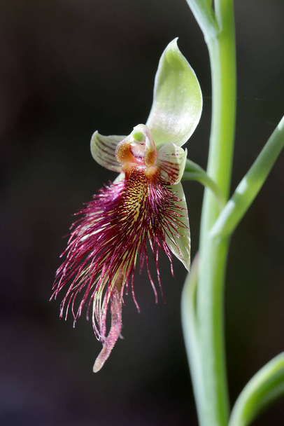 Roter Bart Orchidee in Blume - Foto, Bild