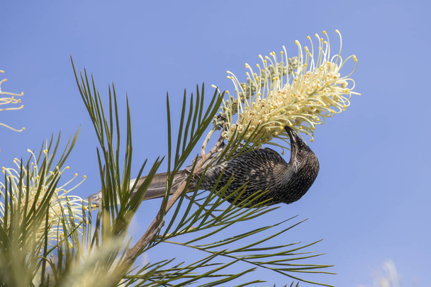 Kis Wattle Bird táplálkozás nektár egy Grevillea virág - Fotó, kép