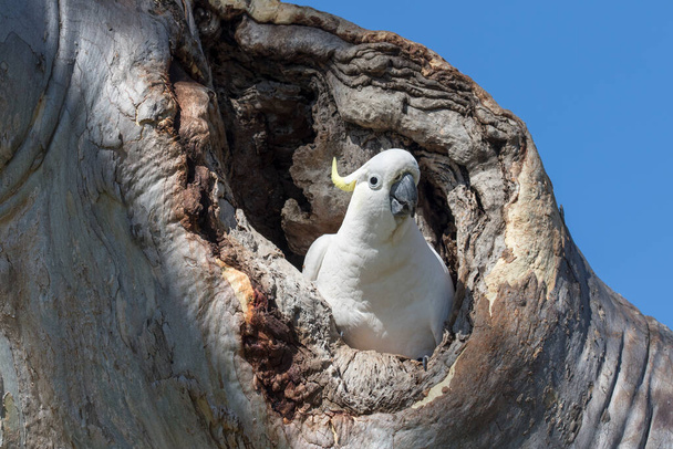 Sulphur-crested Cockatoo at nest entrance - Photo, Image