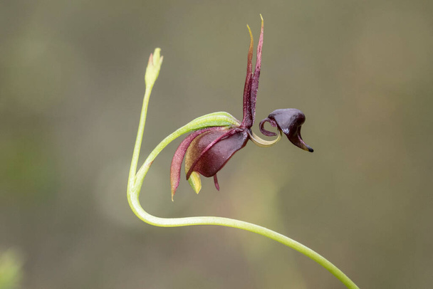 Flying Duck Orchid with green background - Photo, Image