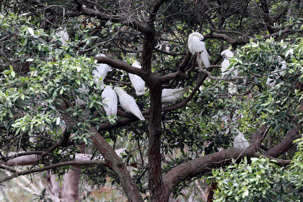 Flock of Sulphur-crested Cockatoo's preening in Turpentine Tree - Photo, Image