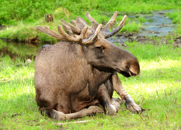 Grote mannelijke eland rustend in een weiland in Zweden op een zonnige zomerdag - Foto, afbeelding