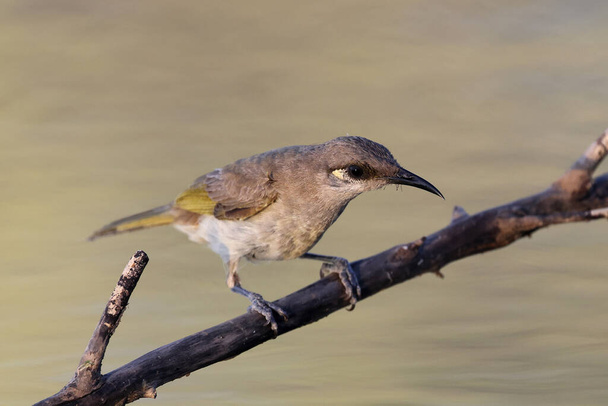 Brown Honeyeater perched above water hole - Photo, Image