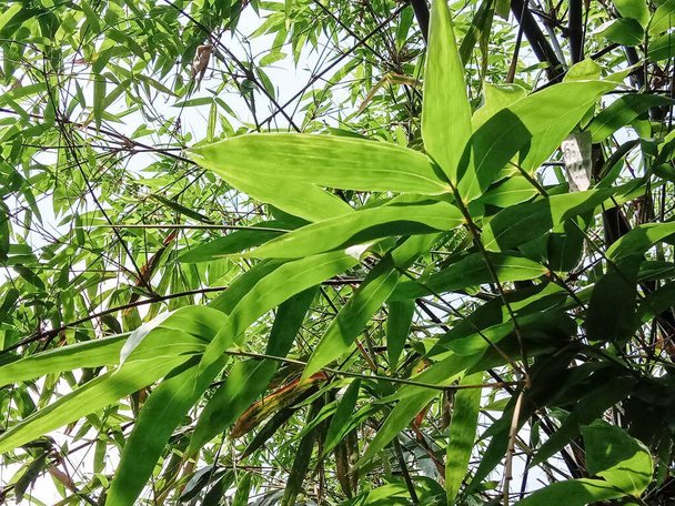 zöld színű bambusz levél állomány cég betakarítás - Fotó, kép