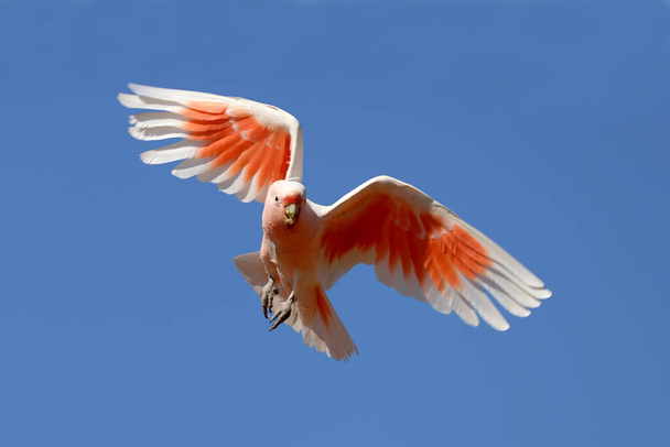 Австралійський рожевий кокаду в польоті. - Фото, зображення