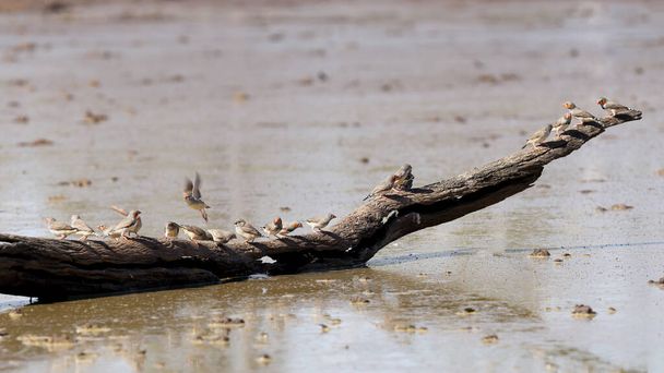 Σμήνος από σπίνοι Ζέβρα σκαρφαλωμένοι σε κορμό σε νερόλακκο - Φωτογραφία, εικόνα