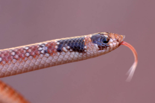 Австралийский коралловый змей мерцает языком - Фото, изображение