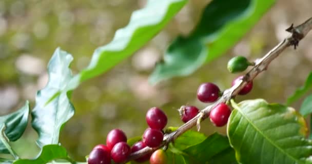 Planta de bayas de grano de café rojo maduro crecimiento del árbol de café de semilla fresca en la granja ecológica verde. Cierre rojo semilla madura robusta cosecha bayas de arábica para el jardín de café. Arbusto de hoja verde de grano de café fresco - Imágenes, Vídeo