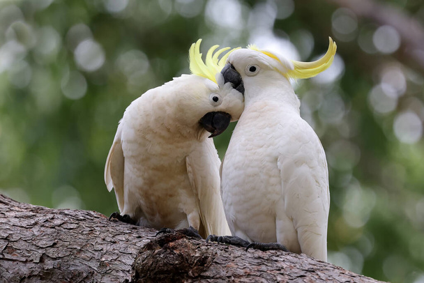 Sulphur-crested Cockatoo pair in a  preening session - Photo, Image