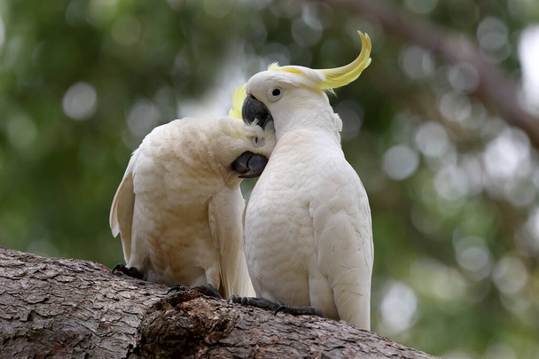 Zwavel-kuif Cockatoo paar in een preening sessie - Foto, afbeelding