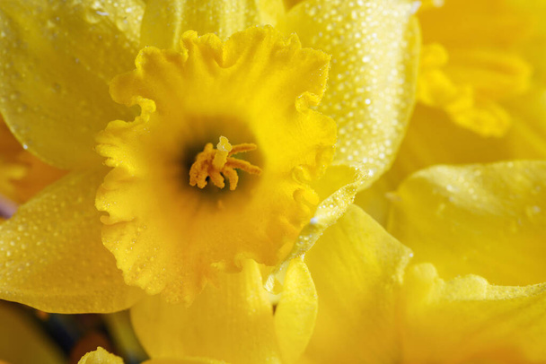 Narcisos amarillos grandes con corona ondulada. Esta flor de primavera es una de las primeras. - Foto, Imagen