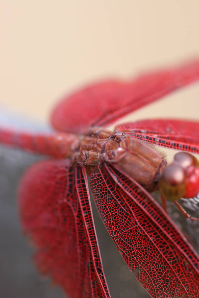 Scarlet dragonfly perched on  grass enlightened by evening sun. - Foto, immagini