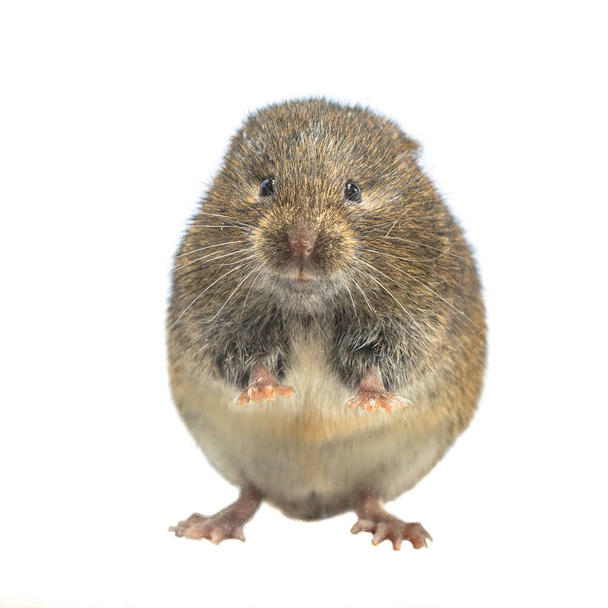 Field vole or short-tailed vole (Microtus agrestis). Small vole with brown fur standing on hind leg on white background - Photo, Image