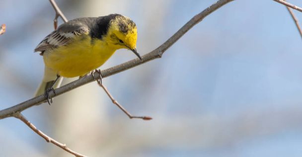 Western Yellow Wagtail, assis sur une branche et chantant - Photo, image