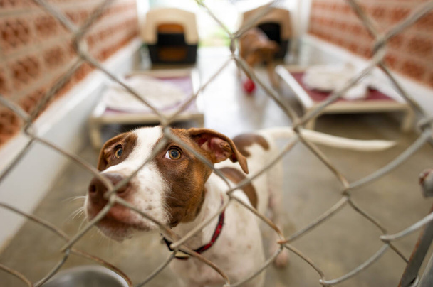 Un perro de refugio está mirando a través de su recinto vallado con una mirada anhelante en su cara - Foto, imagen