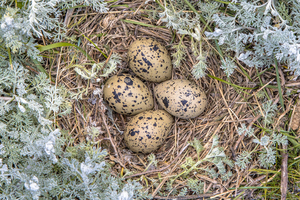 Гнездо с тремя яйцами авосета (Recurvirostra avosetta)) - Фото, изображение