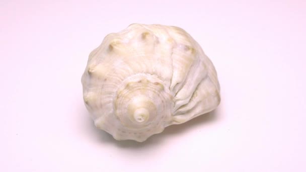貝殻は白い背景で回転し  - 映像、動画